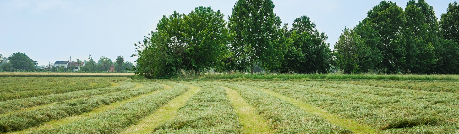 Filiera trasparente